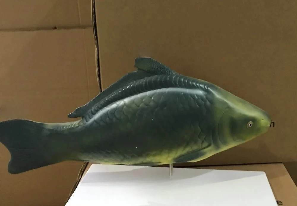 High-Quality Life Size Fish Anatomical Model - 3D Simulation Biological Plastic Model for Medical Display & Educational Use