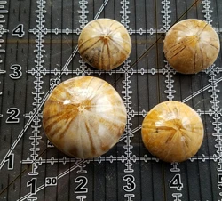 Small Sea Biscuit Urchin Sand Dollar Jurassic Age Grade A  -1pc