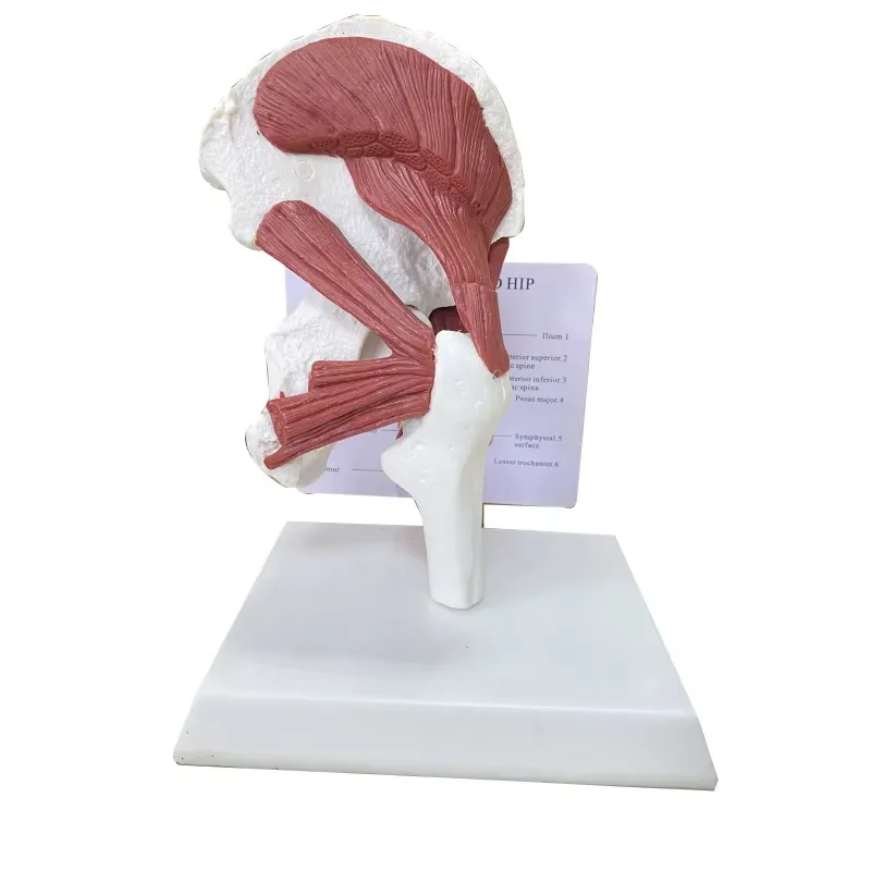 

Life Size 1: 1 Human Anatomy Skeleton Muscles Attached To The Hip Joint Anatomical Model for Surgical Student
