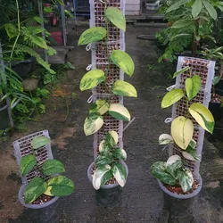 Pólo De Musgo De Plástico Para Plantas, Suporte De Plástico, Estaca De Musgo Oco, Plantas De Escalada, Plantio Monstera, Cremalheira De Escalada, 1Pc