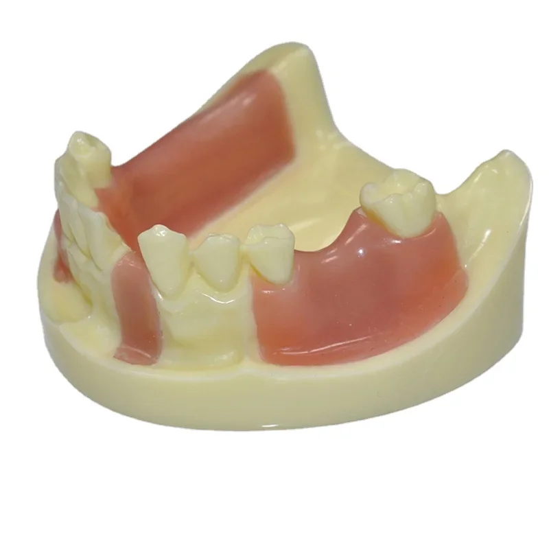 Dentals model resin oral dentist teaching mold simulation model