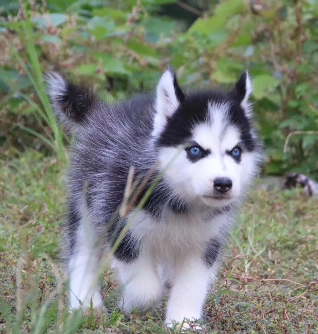 

For Nissan Jinke Outdoor Protection Full Car Covers Snow Cover Sunshade Waterproof Dustproof Exterior Protection