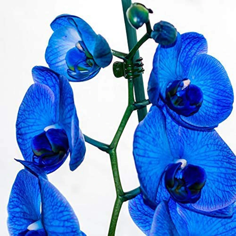 Orchid Support Clip Pack of 20 Reliable Plastic Gardening Stakes to Secure Flower Spikes in Orchids and Vining Plants