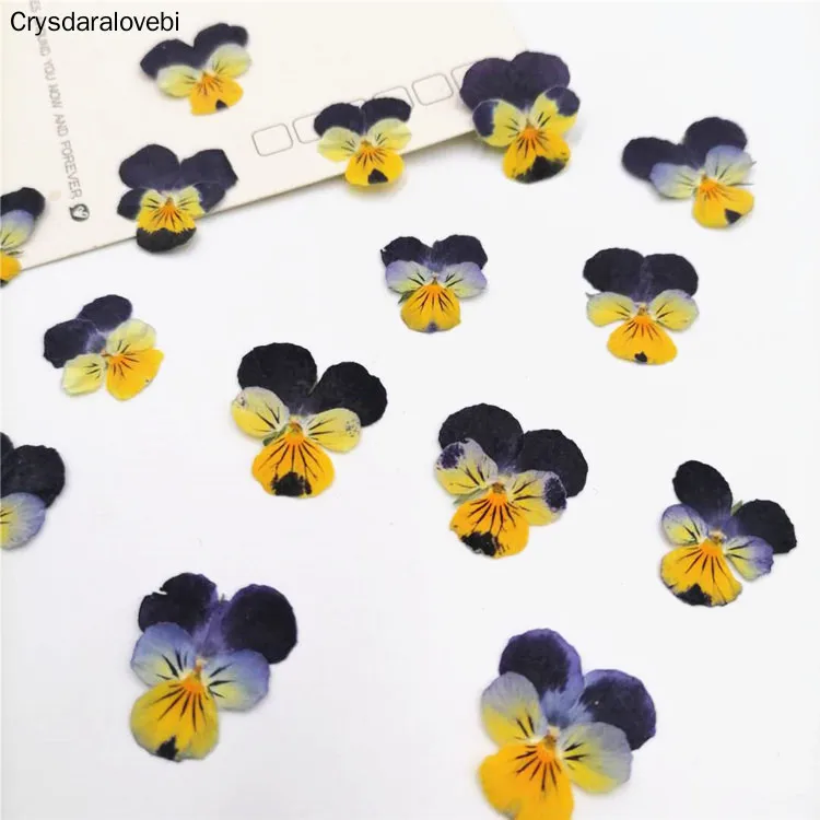 

120 шт. сушеные прессованные Pansy Corydalis Suaveolens Hance цветок + листья растения гербарий для ювелирных изделий открытка для изготовления нового