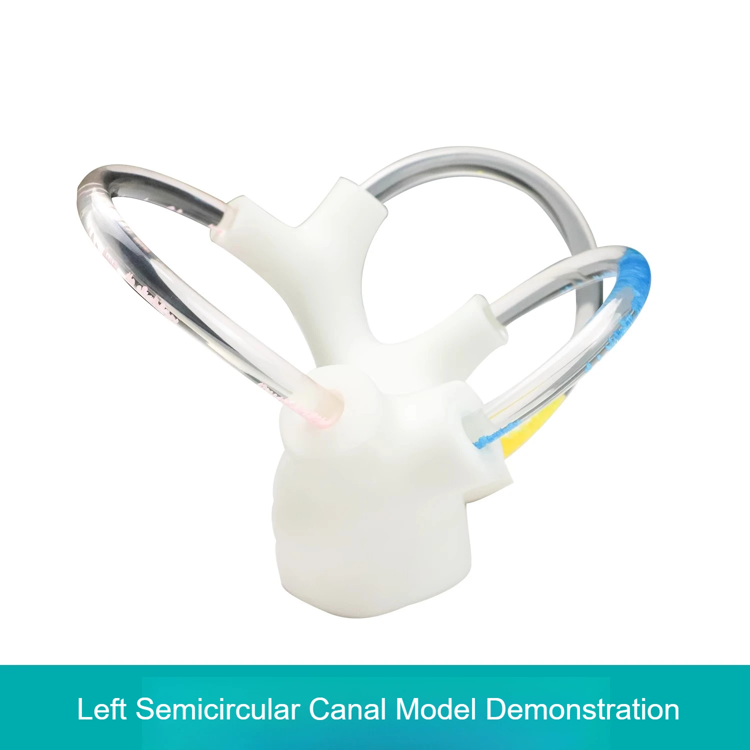 3D Half Canal Otolith Dynamisch Model Aids Skeleton Cochlea Innerlijke Oorstructuur Hersenen Zenuw Vestibulaire Revalidatie Accessoires