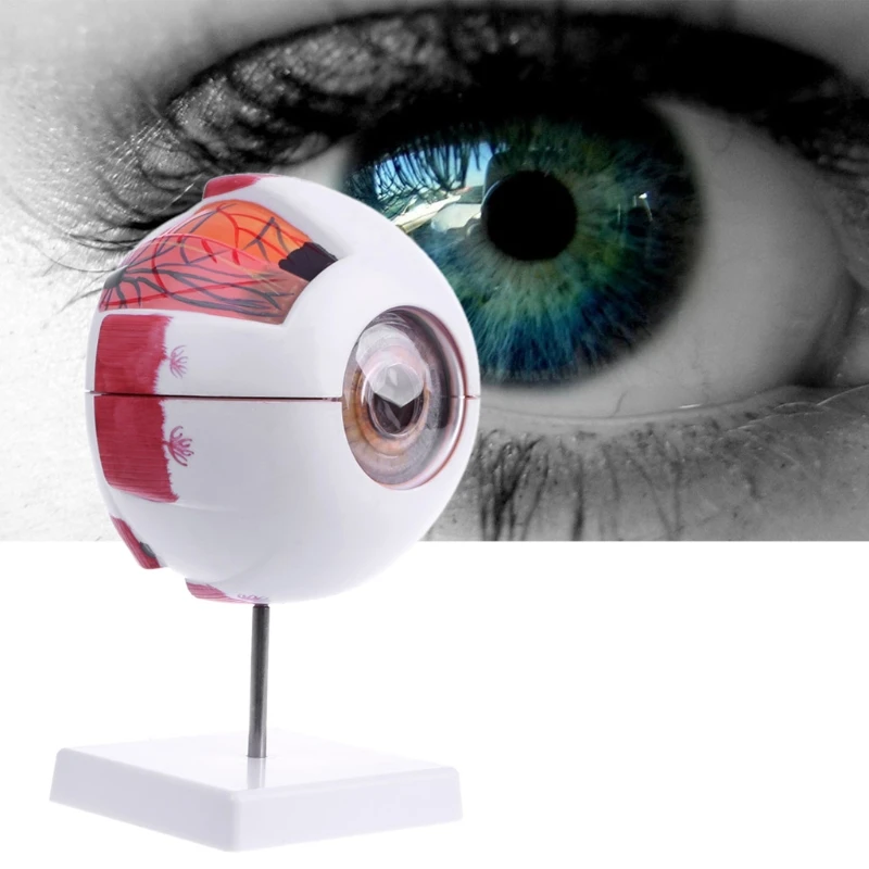 6X 3X Human Eyeball Model Anatomical Medical Learning Aid Teaching Instrument Science Resources Mannequin Educational Tools