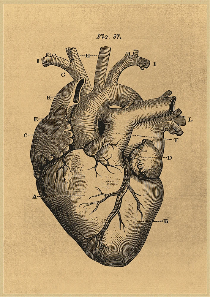 Human Anatomy Poster Organ Heart Brain Lung Muscle Skeleton Kraft Paper Vintage Room Bar Medical Clinic Decor Wall Painting gift