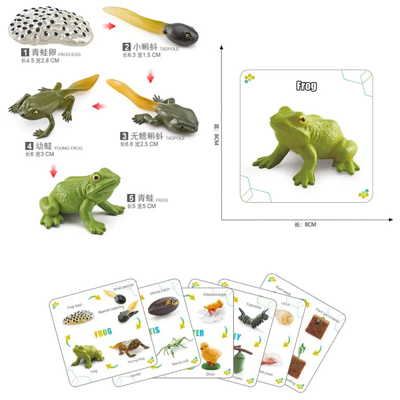 โมเดลการเติบโตของสัตว์ขนาดเล็ก ตัวละครแอคชั่น กบ เต่า ไก่ การ์ดวงจรชีวิตสัตว์ ของเล่นเสริมพัฒนาการเด็ก ของตกแต่ง