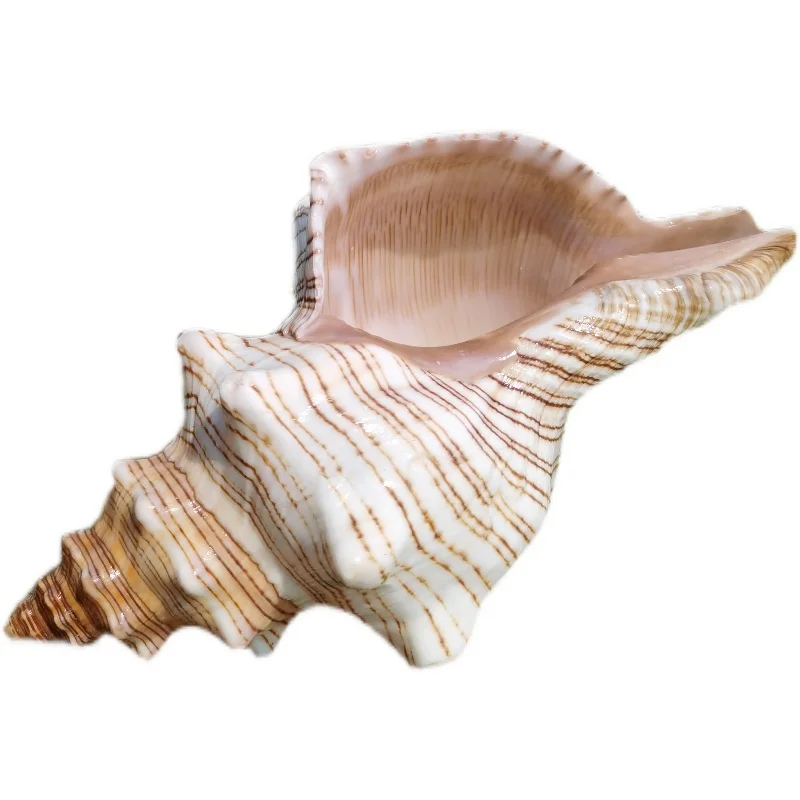 Giant Natural Conch Shell Ornament, Aquarium Decor, Creative Marine Gift, Listen to the Sound of the Sea,Trapezium Horse Conch
