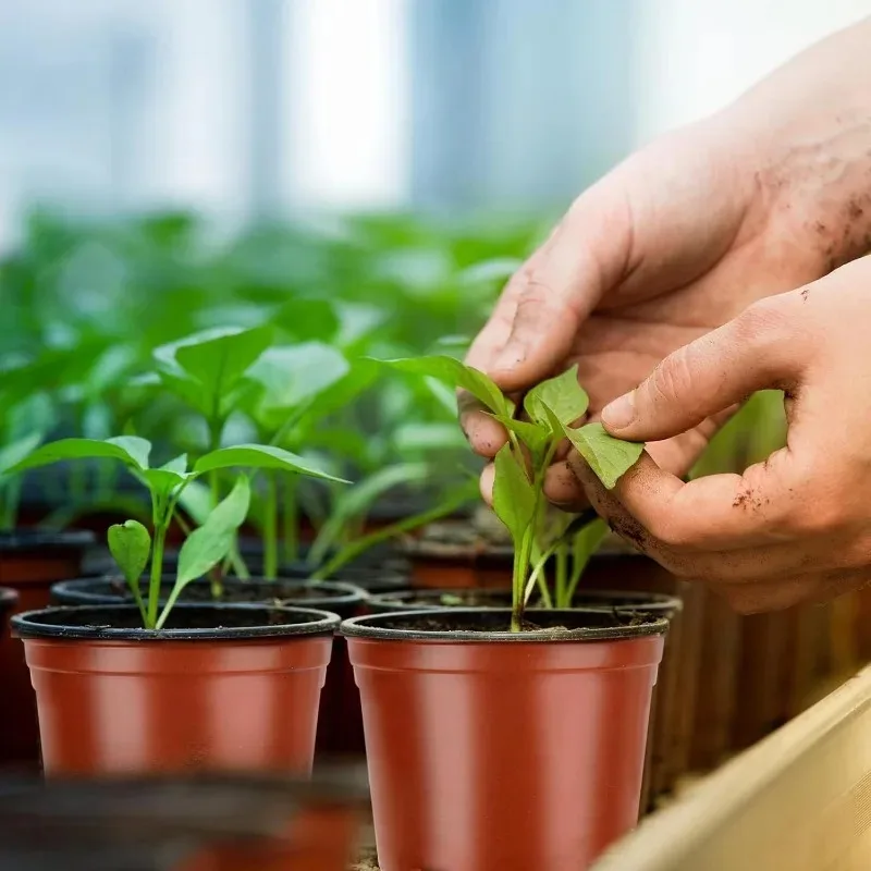 100/20x أواني حضانة النباتات المرنة البذور الحمراء والأسود بدء الأواني شتلات العصارة قطع زرع حاوية بلاستيكية #4