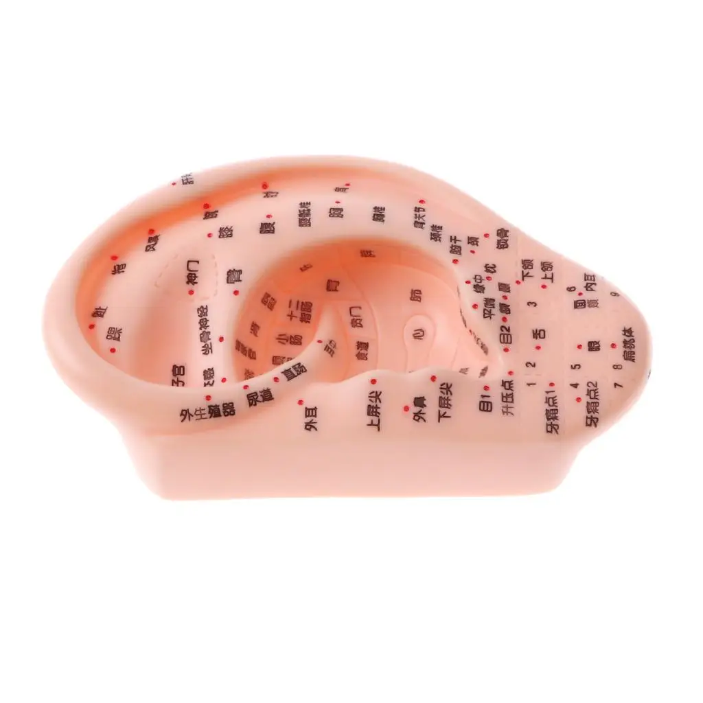 13CM Human Ear Model with Acupuncture Reflexology for Laboratory Anatomy Studies Display