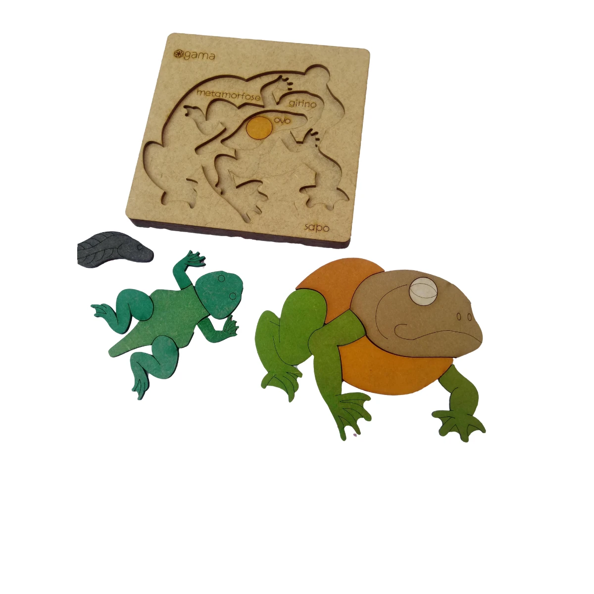 Educational Toy Puzzle Phases of the Amphibio frog