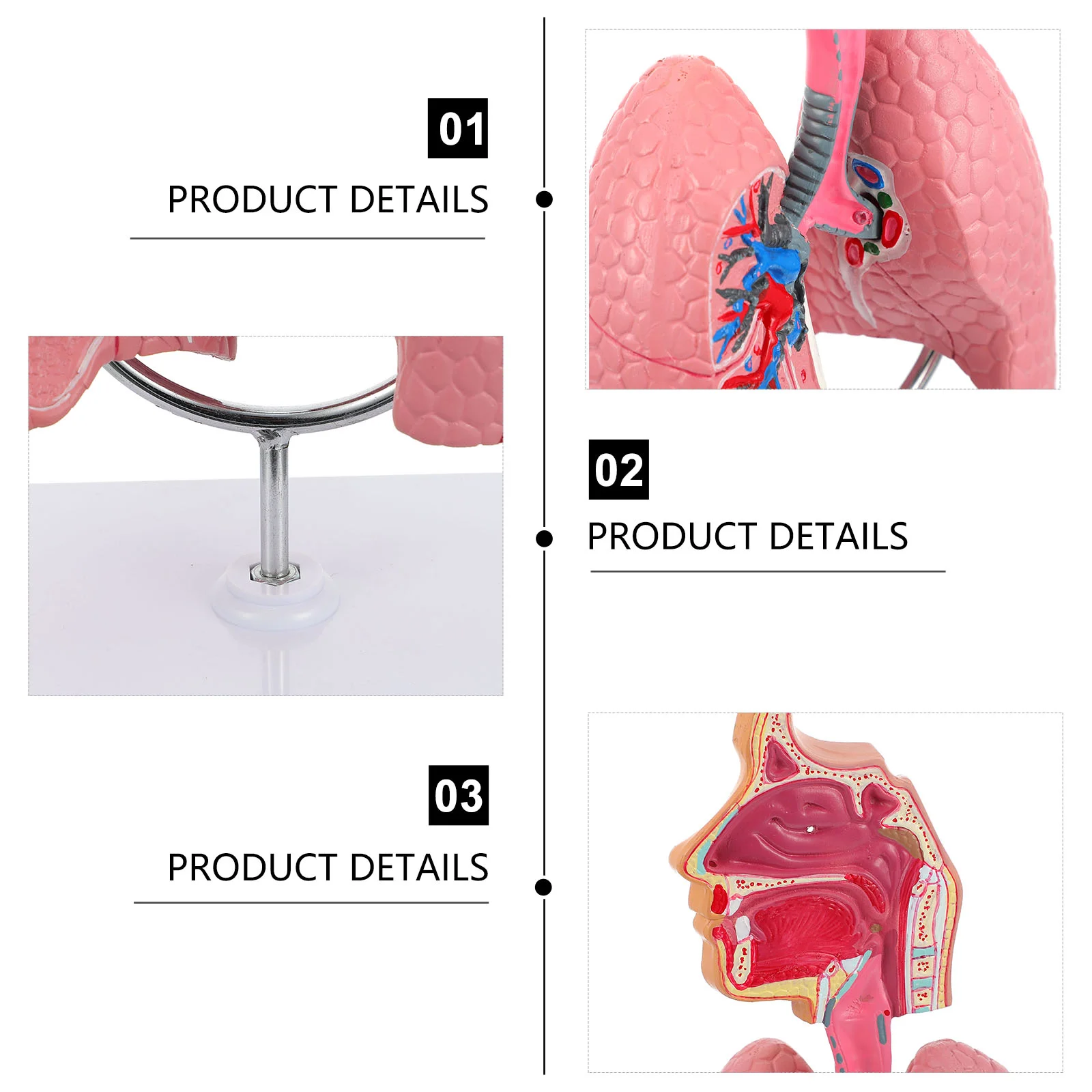 Modelo del sistema respiratorio útil enseñanza herramienta pulmonar rompecabezas escuela Pvc médico niño