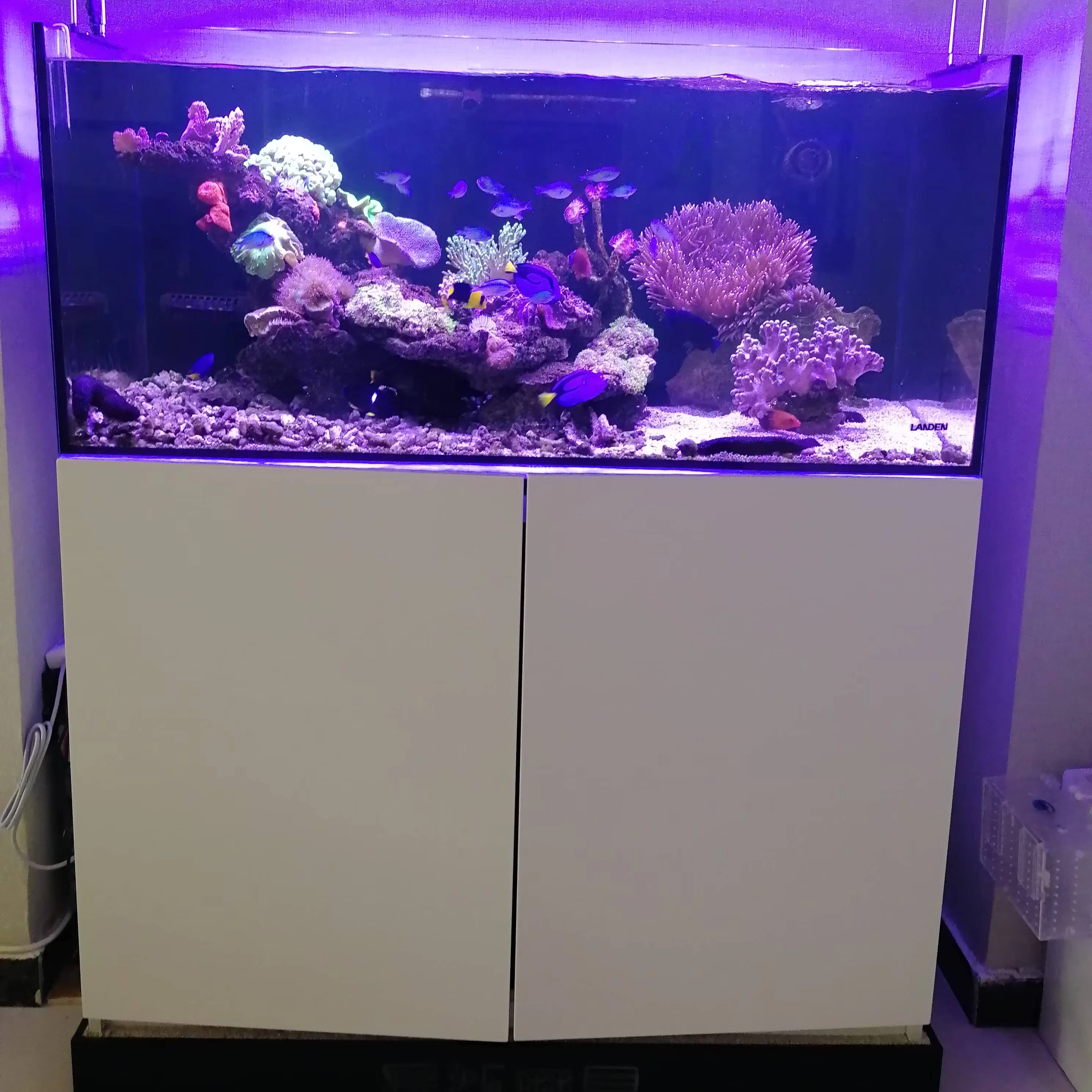 Series Glass Bottom Aquarium F - Marine Coral recension och pris