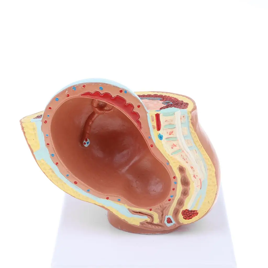 9th Month Fetus/Foetus Models Human Fetal Development Model Lab Supplies