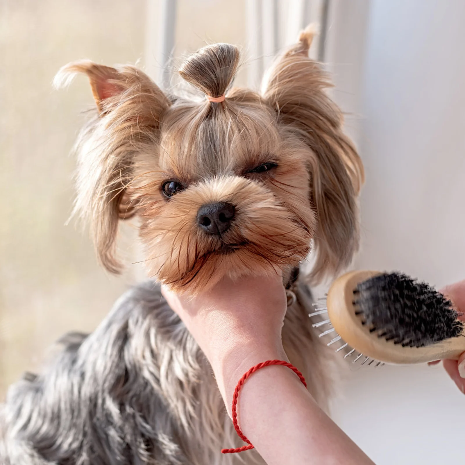 

170Pcs Pet Hair Bands Mixed Colors Elastic Rubber Bands for Dog Grooming Bows Braids Pet Rubber Band Dog Hair Band