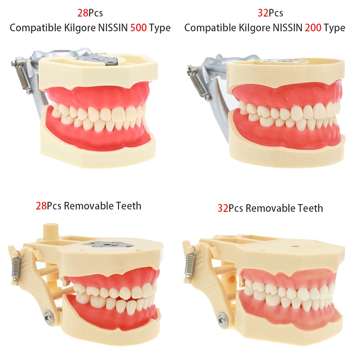 Model stomatologii zębowej zdejmowany żywiczny Model dentystyczny 28 szt. I 32 szt. Zębów pasuje do Kilgore NISSIN 200/500 typ trening dla studenta