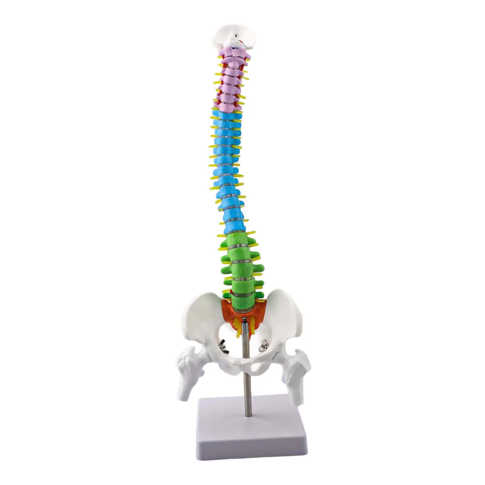 For Anatomical Study Human Spine Model Color Coded Spine Anatomy Model Color-Coded Regions Detachable From Stand