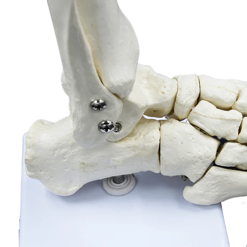 DARHMMY 1:1Medical Human Skeleton Foot Bones Anatomy Model Foot And Ankle With Shank Bone Anatomical Model Greys Anatomy