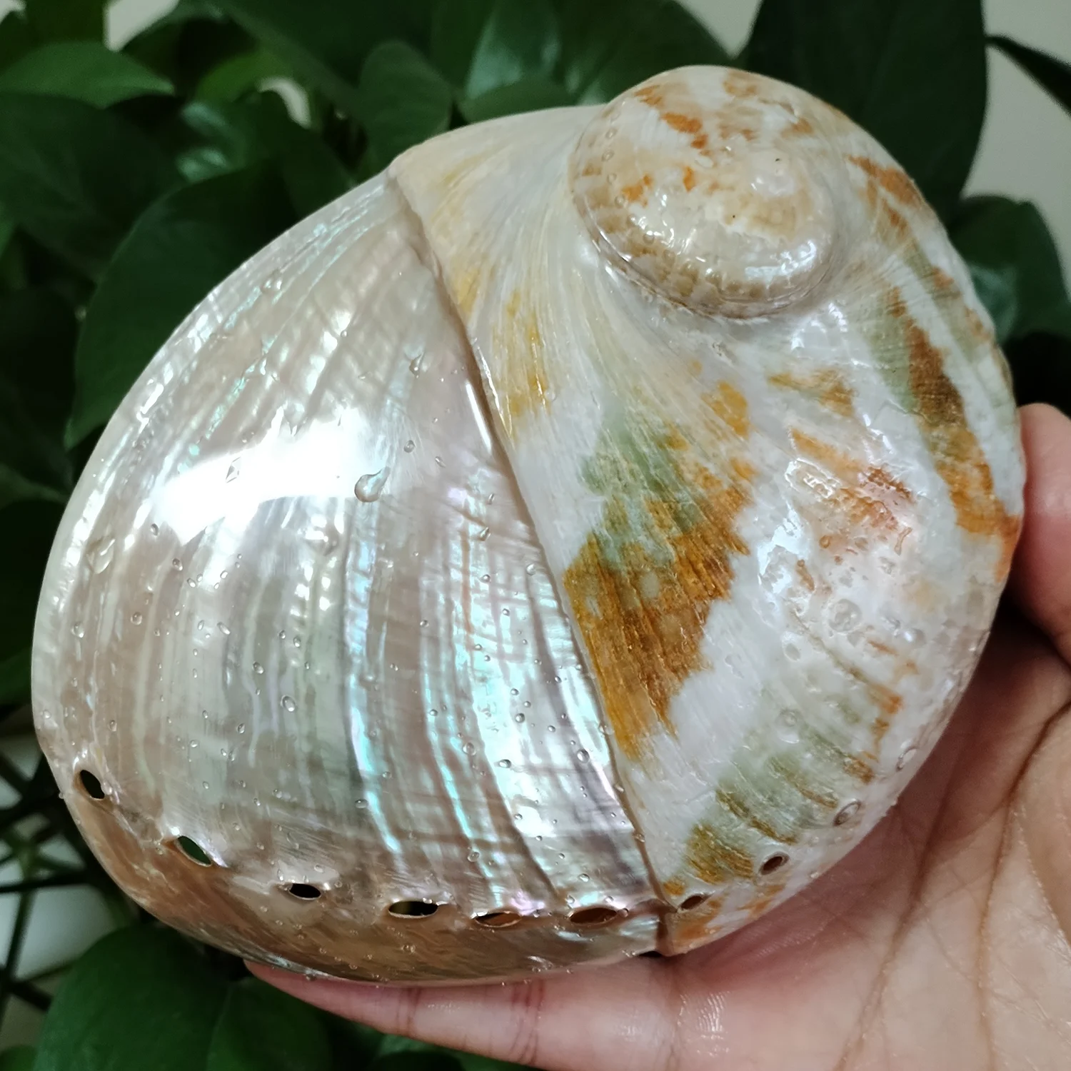 13CM Natural Abalone Seashell Half Polished Abalone Shell Smudge Bowl Perfect for holding Incense, Trinkets Home Decor