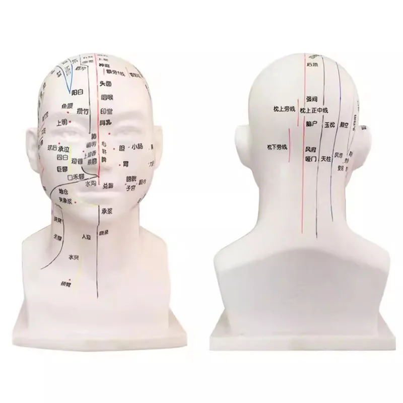21CM Head Acupuncture Model Meridian Model Human Head Acupuncture Point Model Medical Teaching Tool