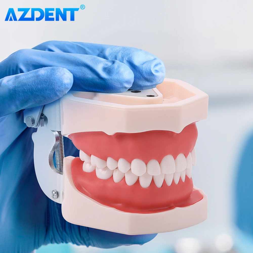 Dental Resin Model Removable Training Typodont AZDENT Teeth Model for Dentists Practice Adults Children Dentistry Equipment