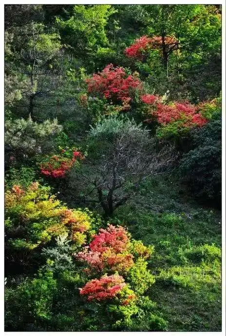 X5 Pro-AI肌画像分析装置全身マルチスペクトルスキャン美容機器頭皮分析装置多言語対応21.5インチ