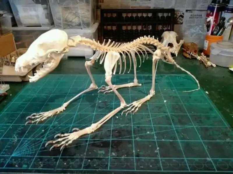 1 Pcs Real Complete Fox Skeleton Specimen. Real Animal Bone. Not Installed.DIY