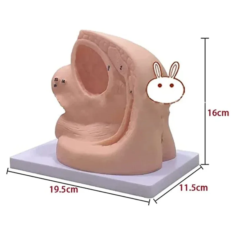 Catheterization Anatomy Model 2