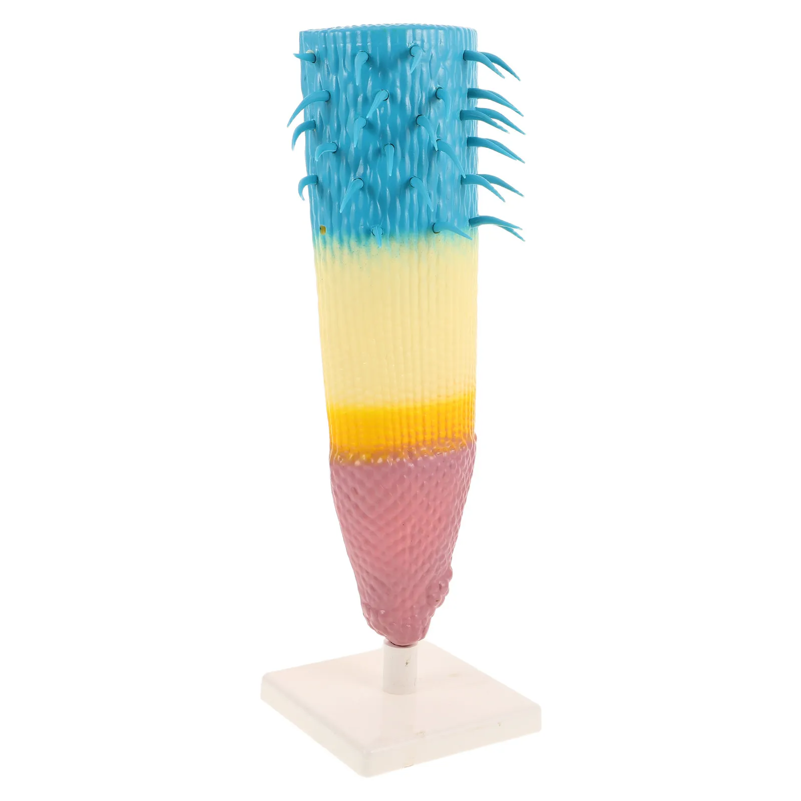 Educational Corn Root Longitudinal Section Visual Science Teaching Plant Anatomy Study Tool Teachers Students Lab