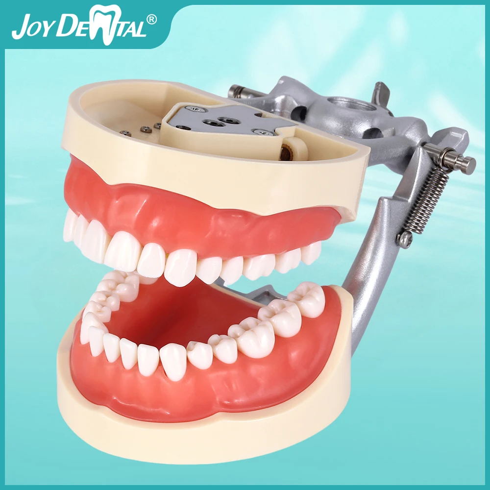 

32 Dental Typodont Model With Removable Teeth Model For Dental Technician Practice Training Teaching Model With Soft Gum AZDENT