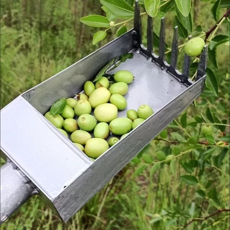 Manual agricultural fruit picker for picking sour dates, efficient tool for picking mountain fruits and mountain dates