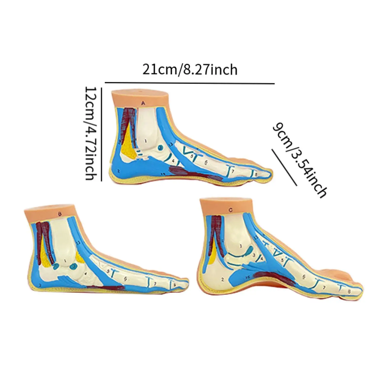 3x Human Foot Model Teaching Tool Fine Details Professional Teaching Model