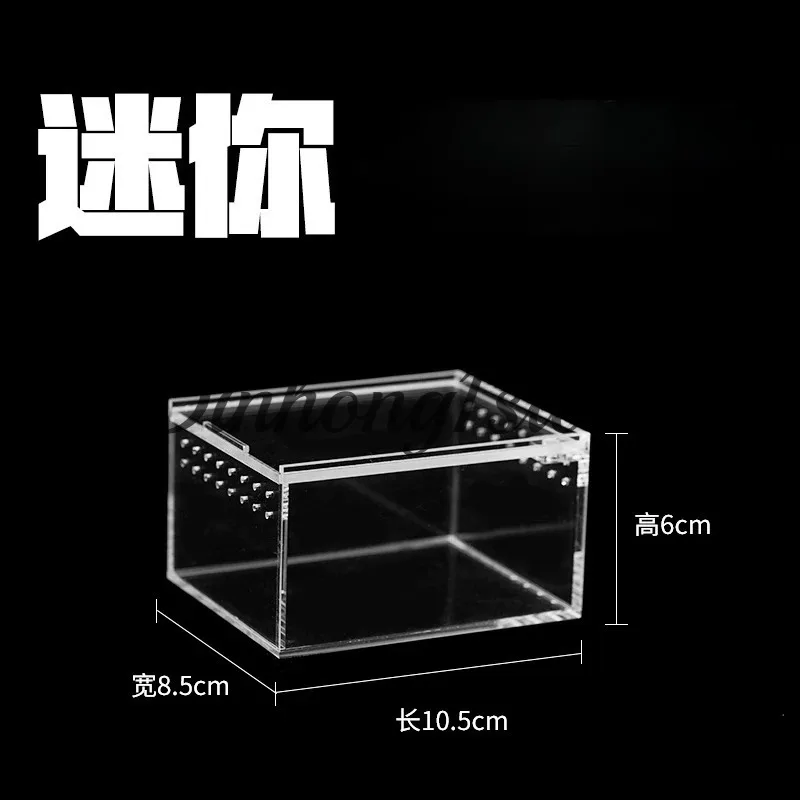 Desktop rainforest pet feeding box, tree-dwelling bird-hunting spider, orchid mantis, grandpa tree frog, tall large acrylic box.