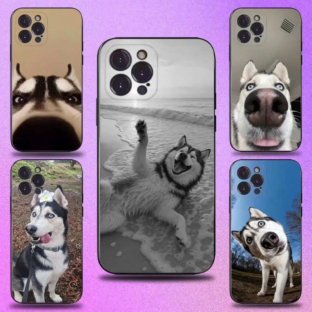 

Siberian Husky Dog Funny Phone Case For iPhone 17,16,15,14,13,12,11,Pro,Max,Plus,E,SE4,Air,Mini Black Soft Cover