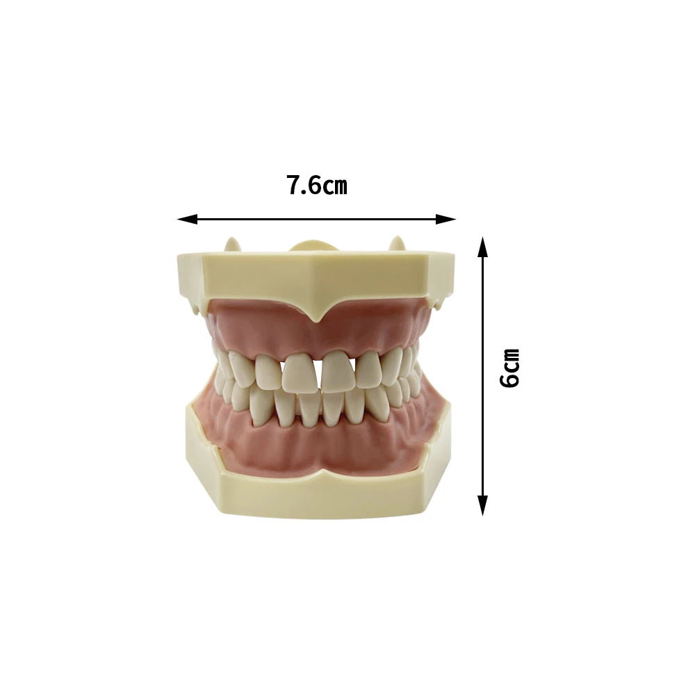 Dental Model Teeth Teaching Model Dentistry Demonstration Model With Removable 32teeth Technician Practice Typodont Model