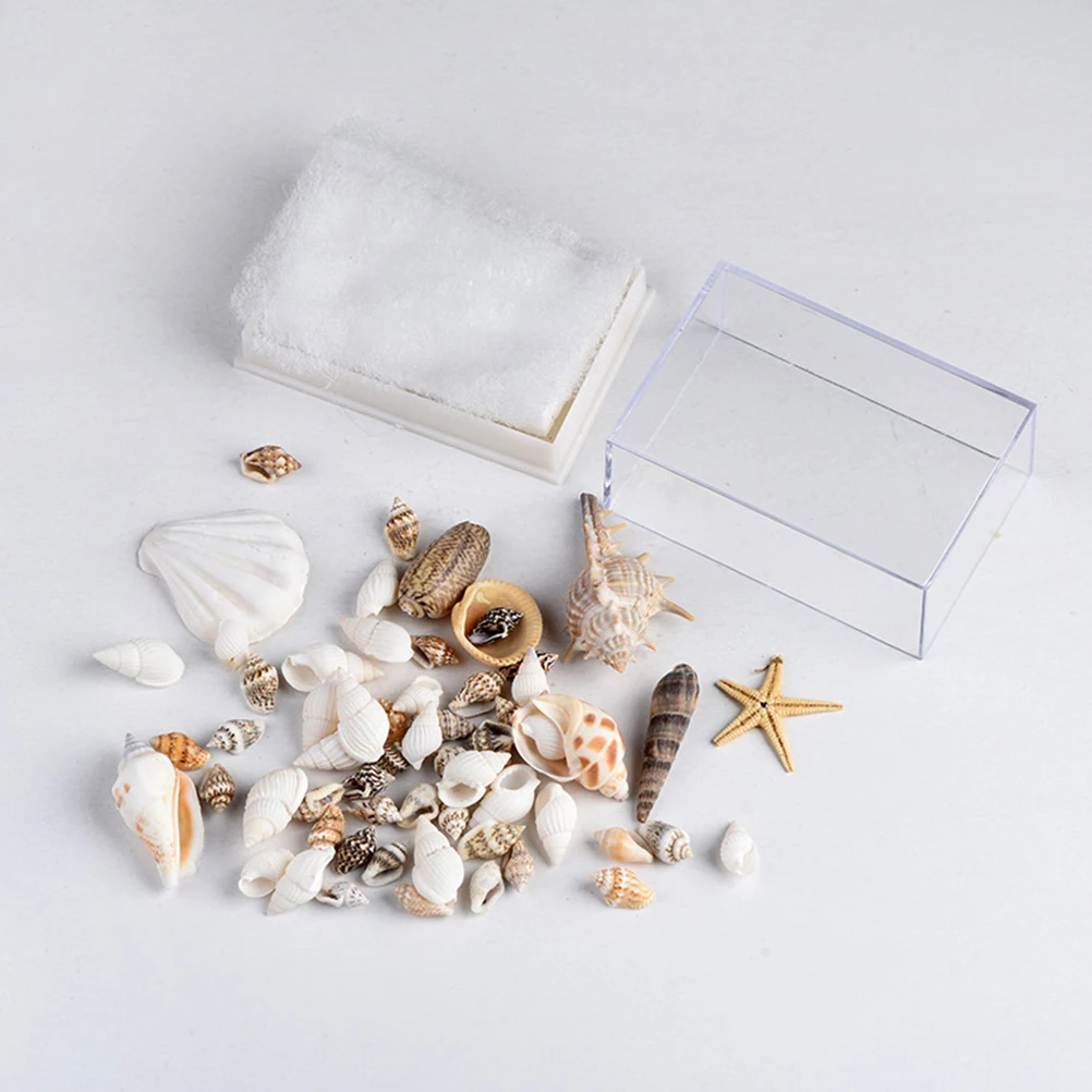 1 caja de espécimen de concha, adornos artesanales de concha grande Natural para decoración del hogar Diy, accesorios para pecera de conchas marinas de playa