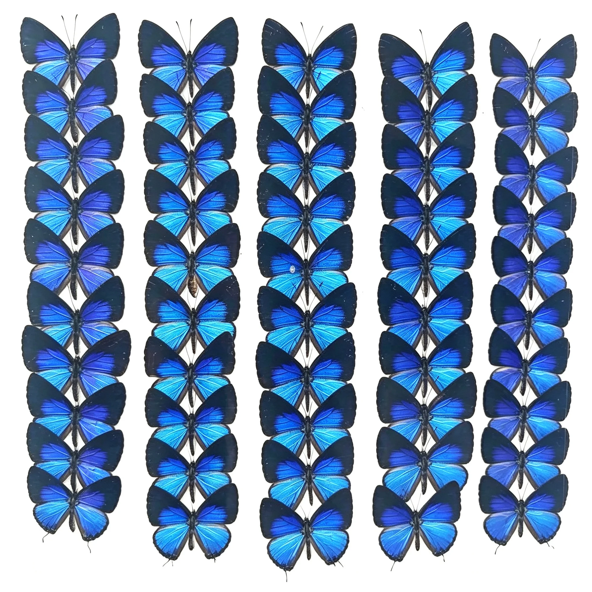 5-100pcs natural Real Butterflies Specimen (Jamides bochus）