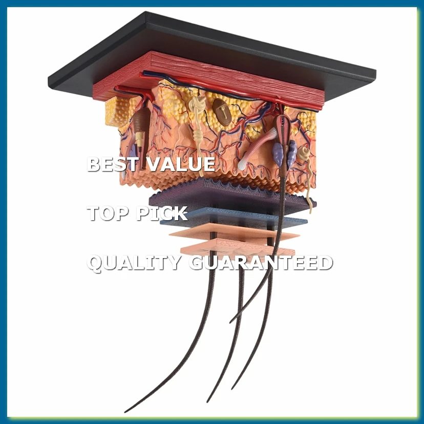 4D Human Skin Model Hair Organs Assembling Puzzle Model Teaching Model Manikin Science Anatomical Model