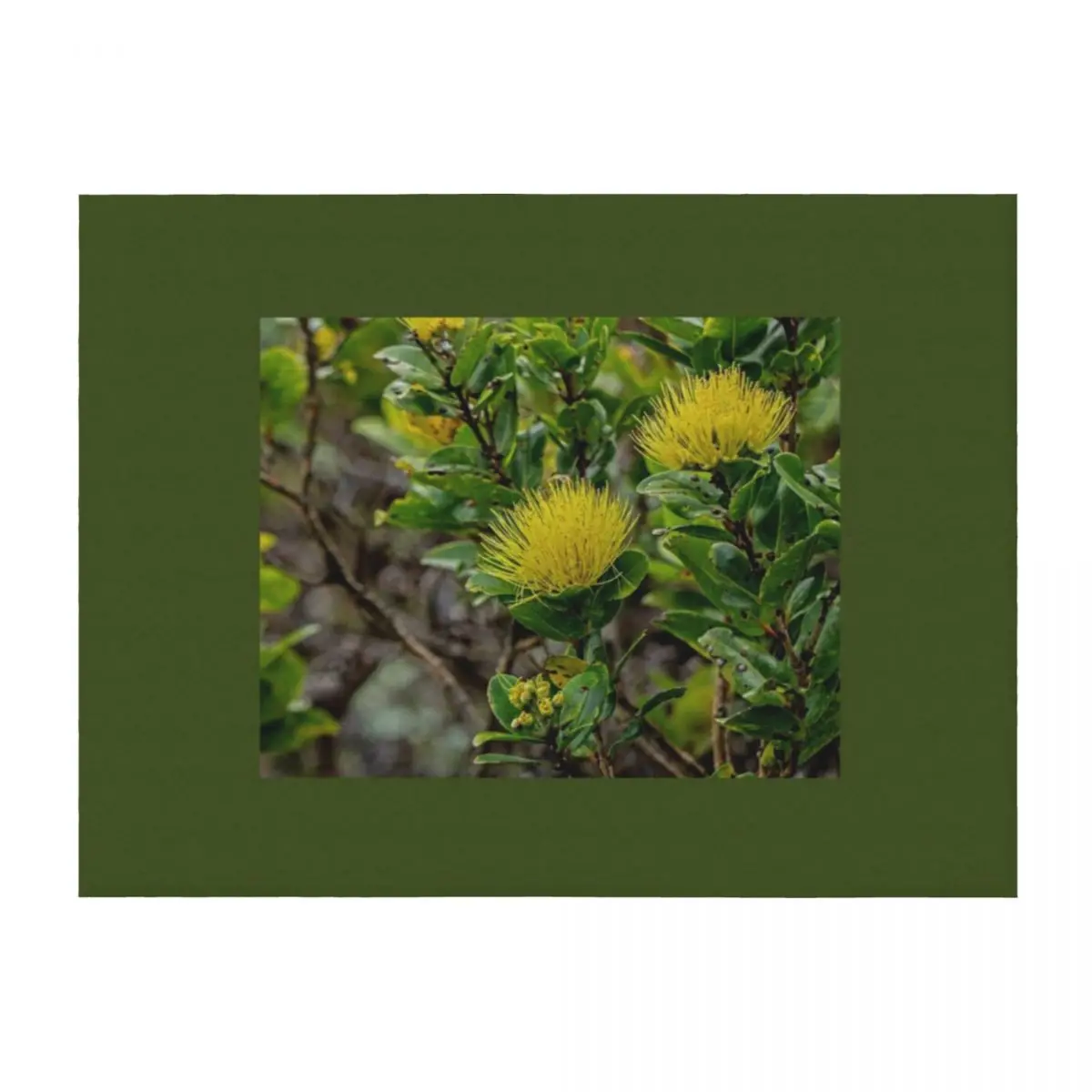 Lehua Mamo Throw Bl…