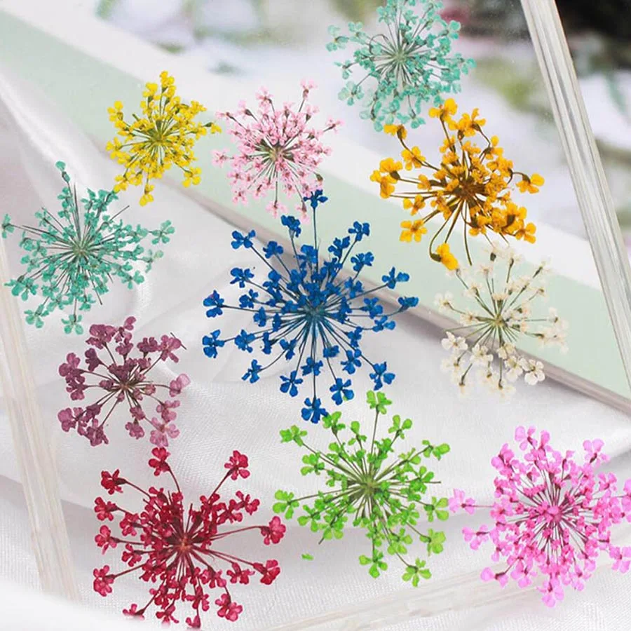 60pcs Pressed Dried 15-20mm Ammi Majus Flowers Plant Herbarium For Jewelry Postcard Invitation Card Phone Case Bookmark DIY