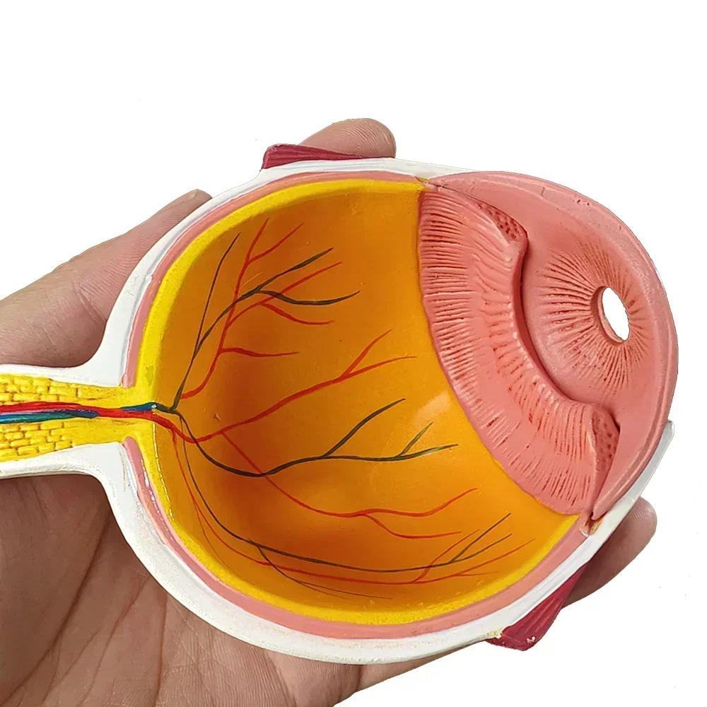 Cornea Eyeball Model Human Eye Model Human Eye Demonstration Teaching Prop Cataract Anatomy Medical Teaching Model YJM01