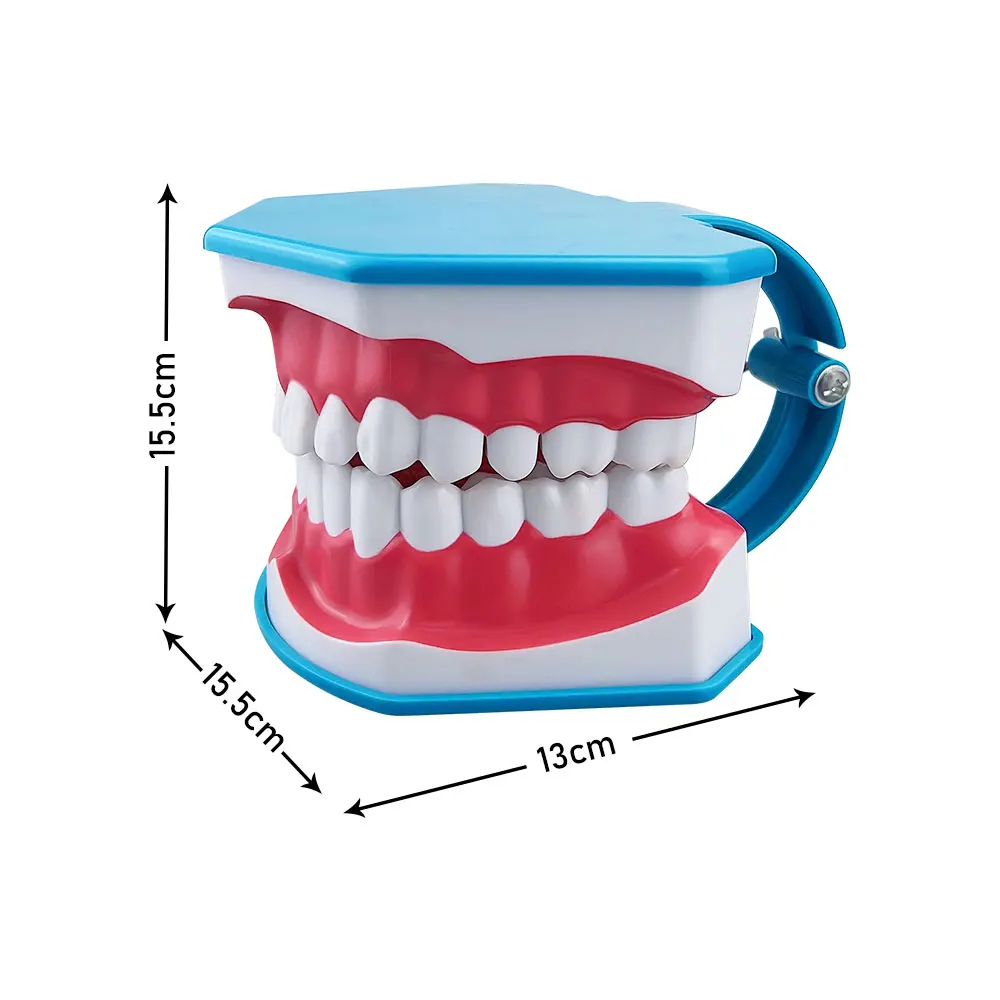 Standard Dental Model Brushing Teeth Education Teaching Study Model Dental Clinic Dentist Demonstration Tools With Toothbrush