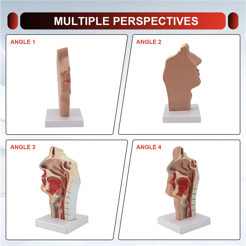 A42Z-Nasal Cavity Throat Anatomy Model Human Anatomical Pharynx Larynx Model For Students Study Display Teaching