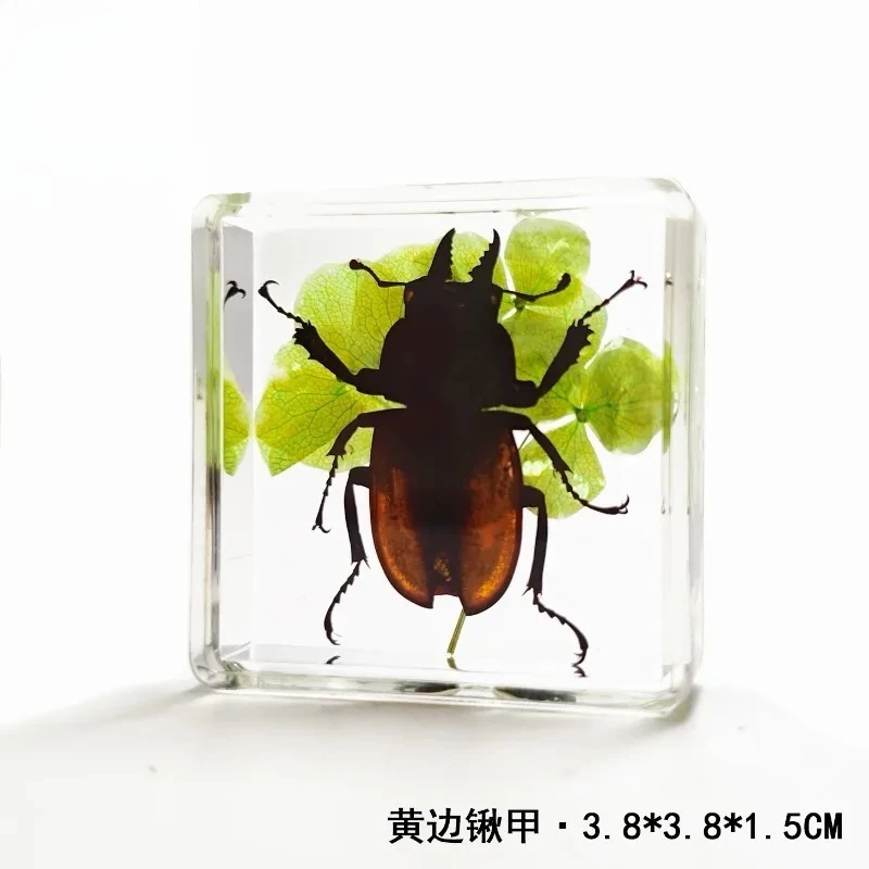 

Manufacturer self operated real insect specimens high transparency resin embedded landscaping mimic square children gifts