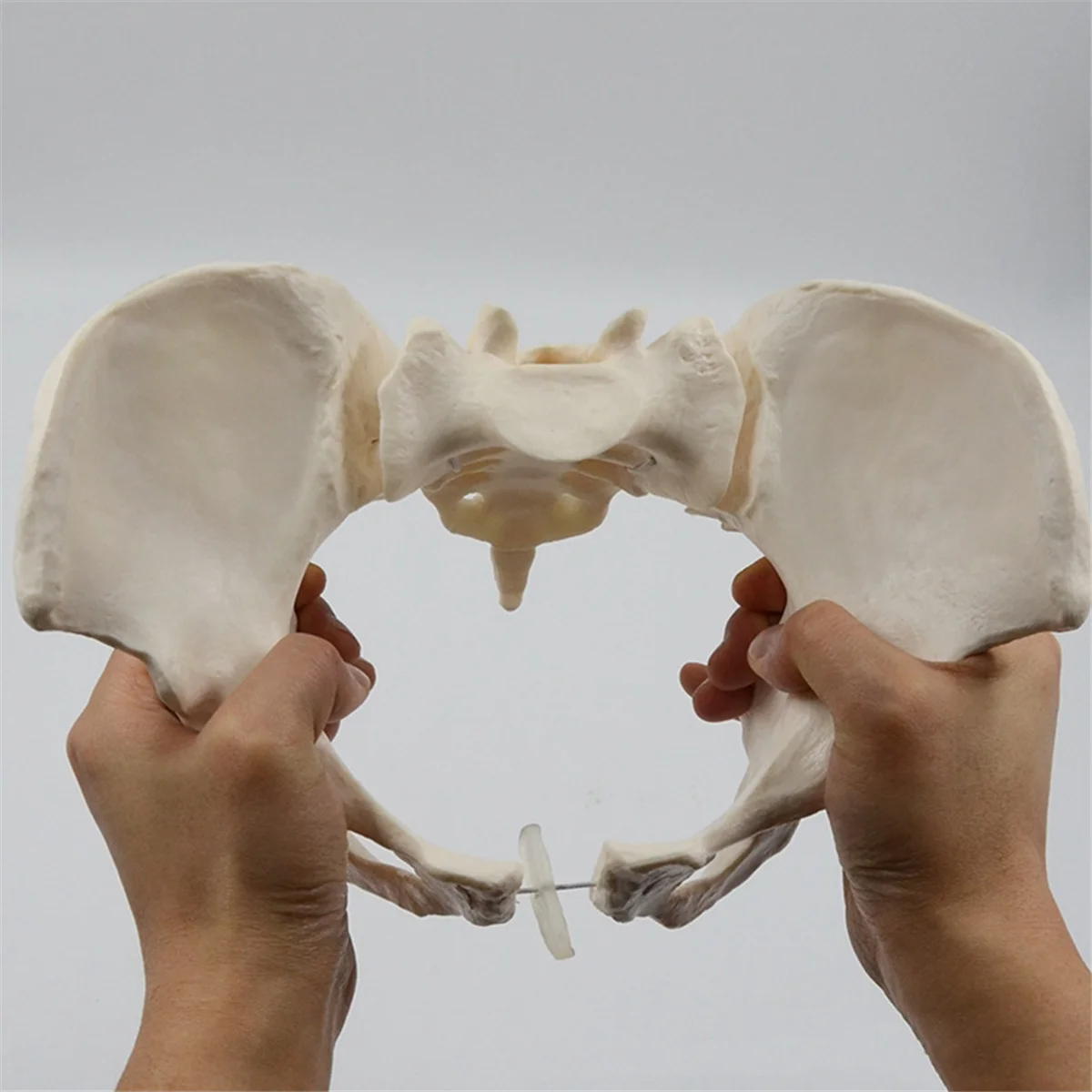 1:1 Female Pelvis Model,Life Size Female Pelvic Skeleton Model, Anatomy Model for Science Education