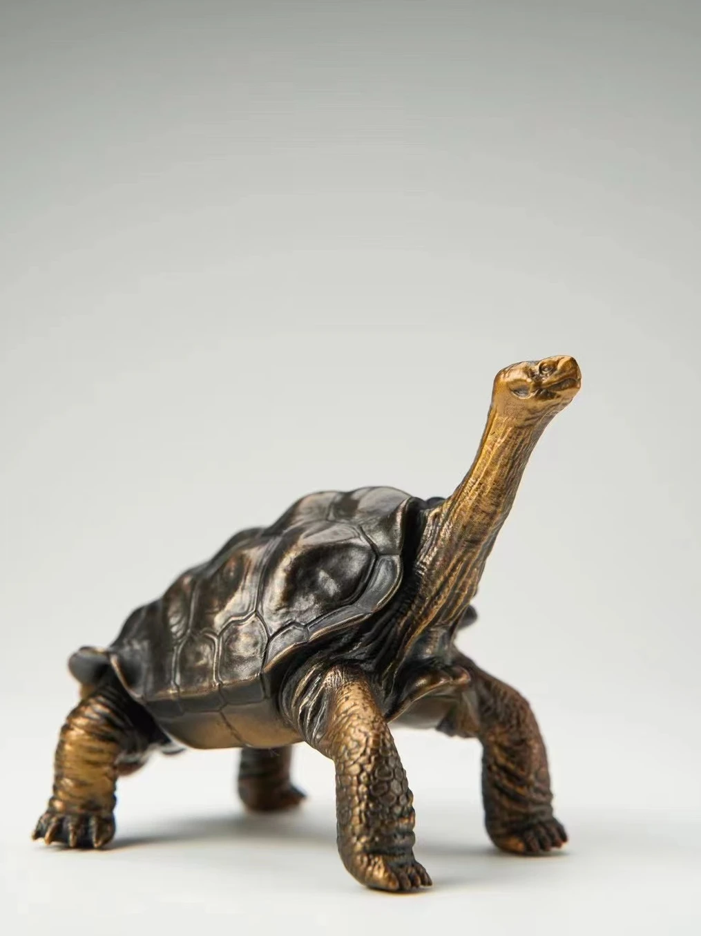 Tortuga Galápagos, Tortuga, George solitario