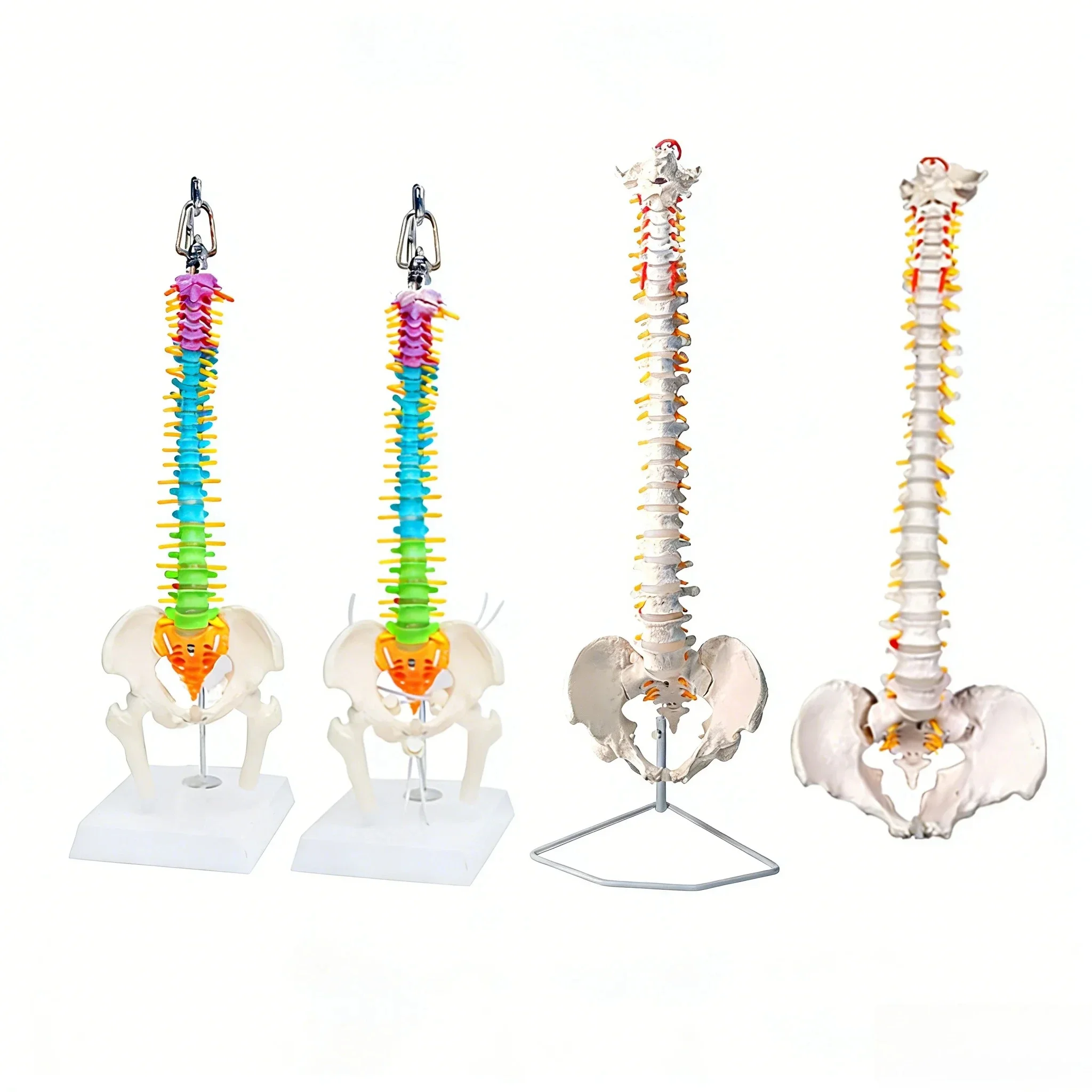 Human Spine Models Flexible Spinal Cord 45cm with Pelvic Spine Spinal Column Model Skeleton Model for Teaching Study Science