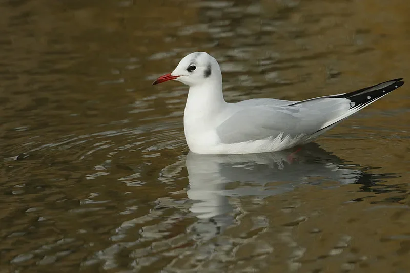 2쌍 허리케인 4937-3 3날 프로펠러 FPV 크로싱 머신 고효율 방폭 드론 액세서리