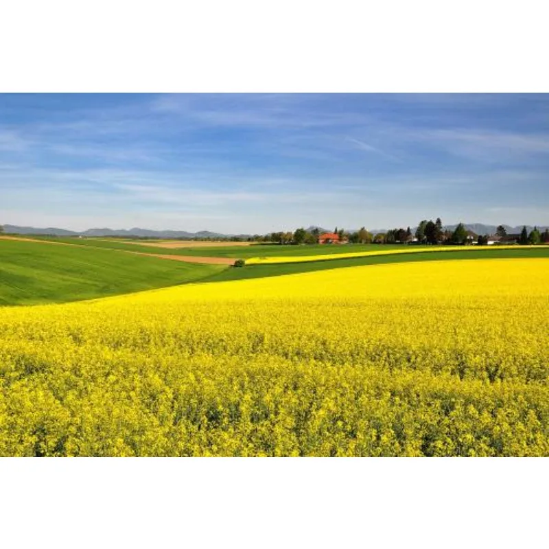 

Hobbywing EZRUN MAX4 HV 300A Brushless ESC 6-12S 70125SD KV560 8-12S 4-Pole Sensored Motor Combo for 1/5 Scale RC Trucks Car